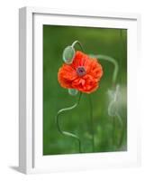 Poppy Flower and Bud, New Brunswick, Canada-Ellen Anon-Framed Photographic Print