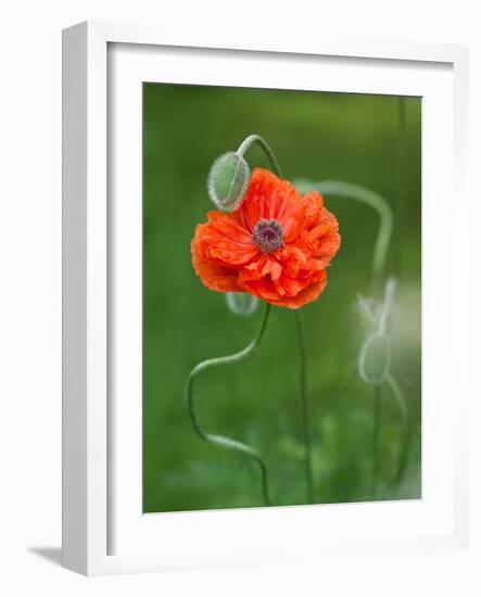 Poppy Flower and Bud, New Brunswick, Canada-Ellen Anon-Framed Photographic Print