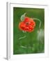 Poppy Flower and Bud, New Brunswick, Canada-Ellen Anon-Framed Photographic Print