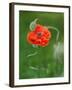 Poppy Flower and Bud, New Brunswick, Canada-Ellen Anon-Framed Photographic Print