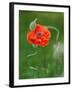 Poppy Flower and Bud, New Brunswick, Canada-Ellen Anon-Framed Photographic Print