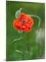 Poppy Flower and Bud, New Brunswick, Canada-Ellen Anon-Mounted Photographic Print