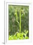 Poppy Flower buds, USA-Lisa Engelbrecht-Framed Photographic Print