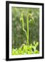 Poppy Flower buds, USA-Lisa Engelbrecht-Framed Photographic Print