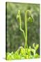 Poppy Flower buds, USA-Lisa Engelbrecht-Stretched Canvas