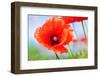 Poppy Flower close up against the Sky-Murika-Framed Photographic Print