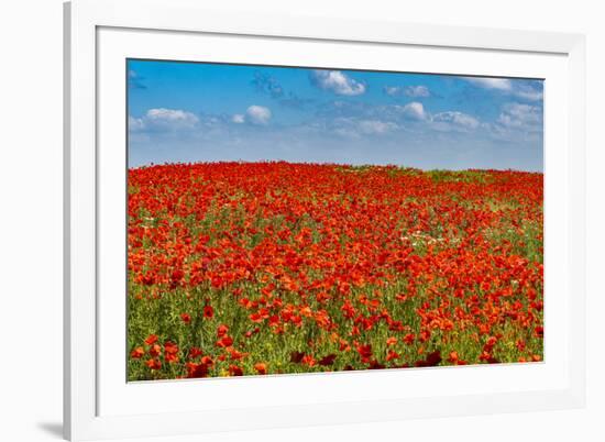 Poppy flower field, Zelena Hora, Czech Republic, Europe-Michael Runkel-Framed Photographic Print