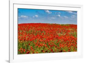 Poppy flower field, Zelena Hora, Czech Republic, Europe-Michael Runkel-Framed Photographic Print