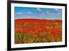 Poppy flower field, Zelena Hora, Czech Republic, Europe-Michael Runkel-Framed Photographic Print