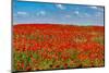 Poppy flower field, Zelena Hora, Czech Republic, Europe-Michael Runkel-Mounted Photographic Print