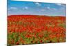 Poppy flower field, Zelena Hora, Czech Republic, Europe-Michael Runkel-Mounted Photographic Print