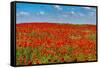 Poppy flower field, Zelena Hora, Czech Republic, Europe-Michael Runkel-Framed Stretched Canvas