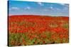 Poppy flower field, Zelena Hora, Czech Republic, Europe-Michael Runkel-Stretched Canvas