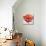 Poppy Flower I-Patricia Pinto-Mounted Art Print displayed on a wall