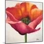 Poppy Flower I-Patricia Pinto-Mounted Premium Giclee Print