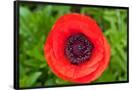 Value Frame