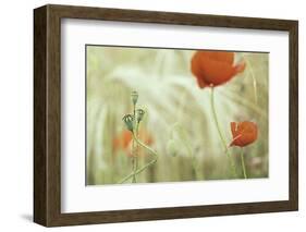 Poppy Flower in Corn Field Flowers and Seed Buds of Red Poppies between Wheat. Summer Wildflowers I-kikkerdirk-Framed Photographic Print