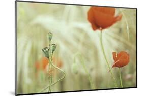 Poppy Flower in Corn Field Flowers and Seed Buds of Red Poppies between Wheat. Summer Wildflowers I-kikkerdirk-Mounted Photographic Print