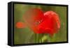 Poppy Flower in Spring Bloom, Tuscany, Italy-Terry Eggers-Framed Stretched Canvas