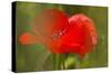Poppy Flower in Spring Bloom, Tuscany, Italy-Terry Eggers-Stretched Canvas