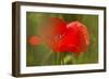 Poppy Flower in Spring Bloom, Tuscany, Italy-Terry Eggers-Framed Photographic Print