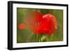 Poppy Flower in Spring Bloom, Tuscany, Italy-Terry Eggers-Framed Photographic Print