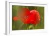 Poppy Flower in Spring Bloom, Tuscany, Italy-Terry Eggers-Framed Photographic Print