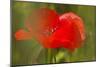Poppy Flower in Spring Bloom, Tuscany, Italy-Terry Eggers-Mounted Photographic Print