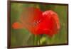 Poppy Flower in Spring Bloom, Tuscany, Italy-Terry Eggers-Framed Photographic Print