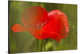 Poppy Flower in Spring Bloom, Tuscany, Italy-Terry Eggers-Stretched Canvas