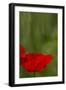 Poppy Flower in Spring Bloom, Tuscany, Italy-Terry Eggers-Framed Photographic Print