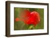 Poppy Flower in Spring Bloom, Tuscany, Italy-Terry Eggers-Framed Photographic Print