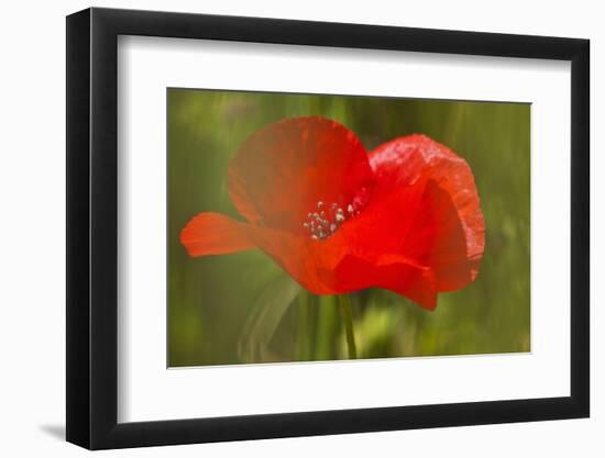 Poppy Flower in Spring Bloom, Tuscany, Italy-Terry Eggers-Framed Photographic Print