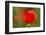 Poppy Flower in Spring Bloom, Tuscany, Italy-Terry Eggers-Framed Photographic Print