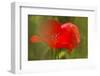 Poppy Flower in Spring Bloom, Tuscany, Italy-Terry Eggers-Framed Photographic Print