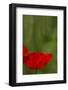 Poppy Flower in Spring Bloom, Tuscany, Italy-Terry Eggers-Framed Photographic Print