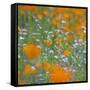 Poppy Flower Mix-Vincent James-Framed Stretched Canvas