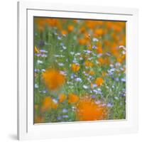 Poppy Flower Mix-Vincent James-Framed Photographic Print