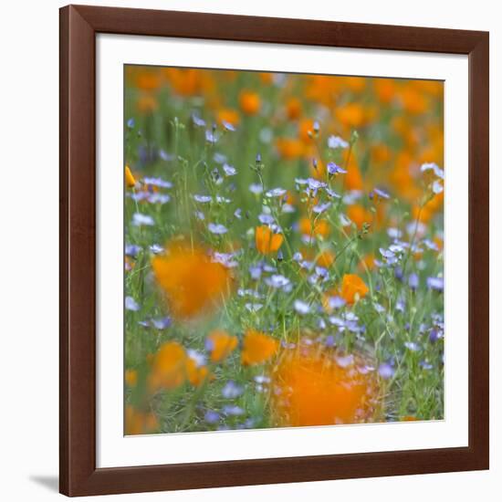 Poppy Flower Mix-Vincent James-Framed Photographic Print