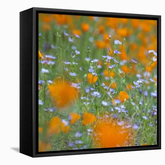 Poppy Flower Mix-Vincent James-Framed Stretched Canvas