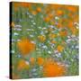 Poppy Flower Mix-Vincent James-Stretched Canvas