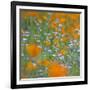 Poppy Flower Mix-Vincent James-Framed Photographic Print