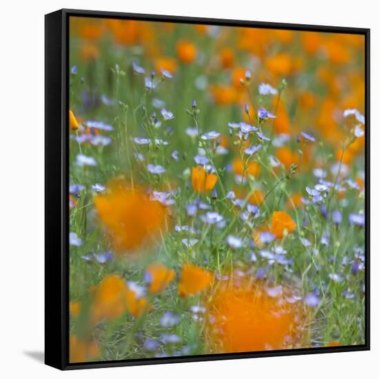 Poppy Flower Mix-Vincent James-Framed Stretched Canvas