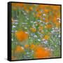 Poppy Flower Mix-Vincent James-Framed Stretched Canvas