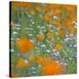 Poppy Flower Mix-Vincent James-Stretched Canvas