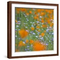 Poppy Flower Mix-Vincent James-Framed Photographic Print