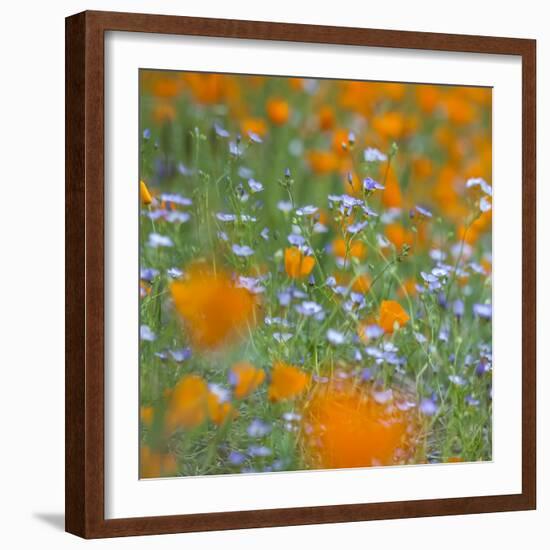 Poppy Flower Mix-Vincent James-Framed Photographic Print