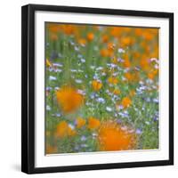 Poppy Flower Mix-Vincent James-Framed Photographic Print