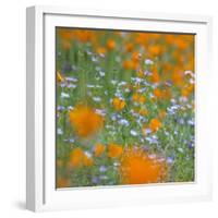 Poppy Flower Mix-Vincent James-Framed Photographic Print