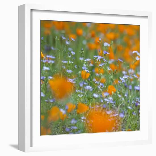 Poppy Flower Mix-Vincent James-Framed Photographic Print